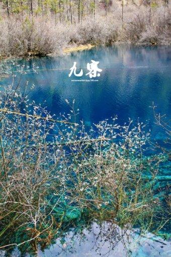 石家庄市正定县:林下“花花鸡”跑出乡村振兴新路径
